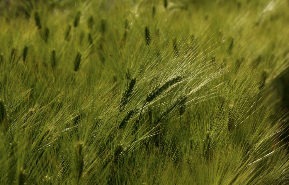 The Meaning of Kayani